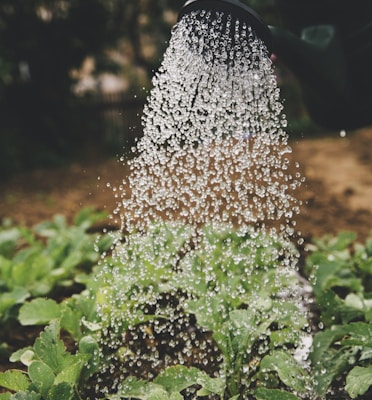 person watering plant