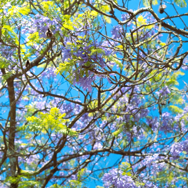 a tree filled with lots of purple and green flowers