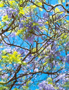 a tree filled with lots of purple and green flowers